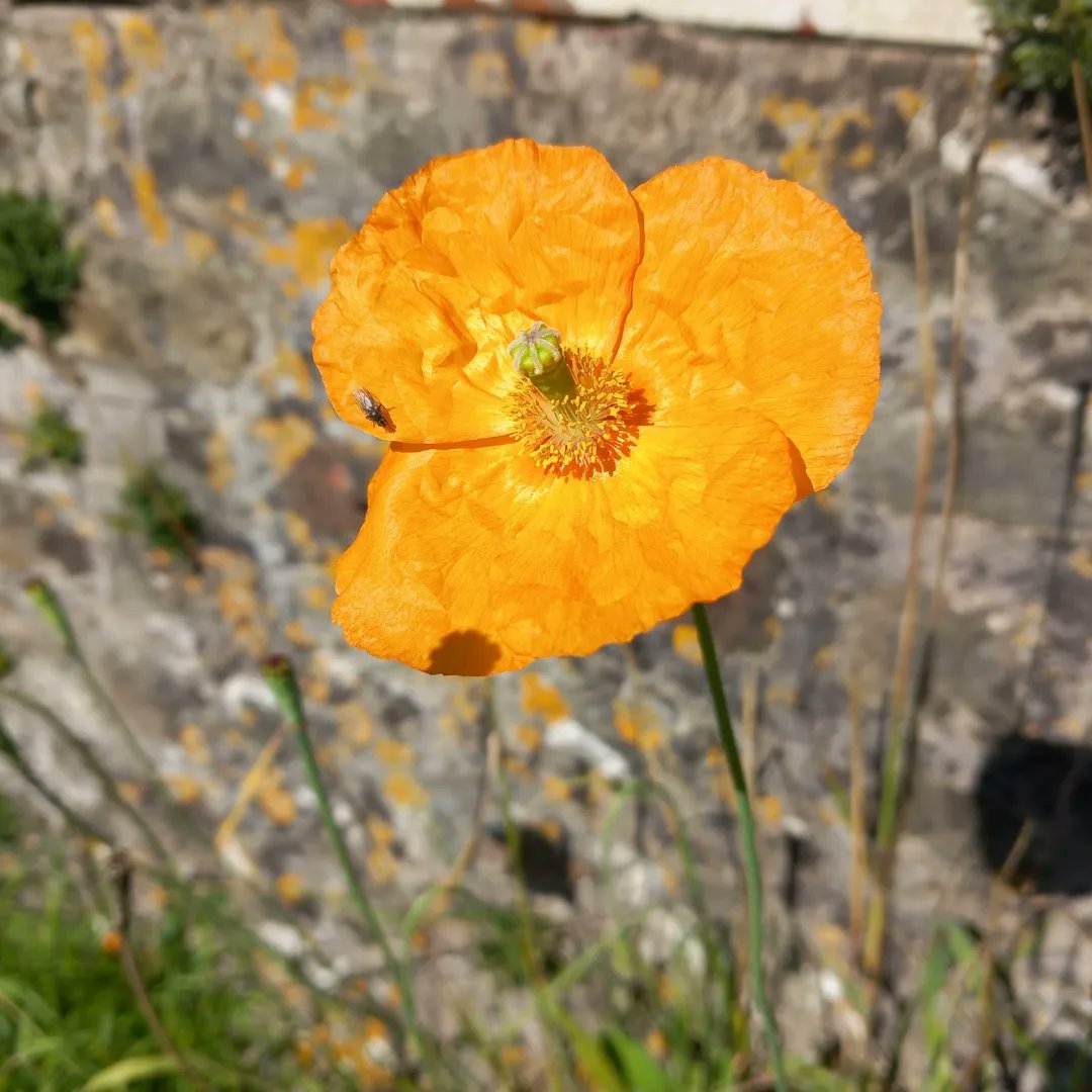 lazyperfection's tweet photo. Morning run in the countryside #wiltshirerunner #running #exercise #lovewhereyoulive #countryrun #wiltshire #longleat #cranbornechase #countrylane #countryside #summer #flowers #outdoors #bluesky https://t.co/5HJ3o1TSoZ