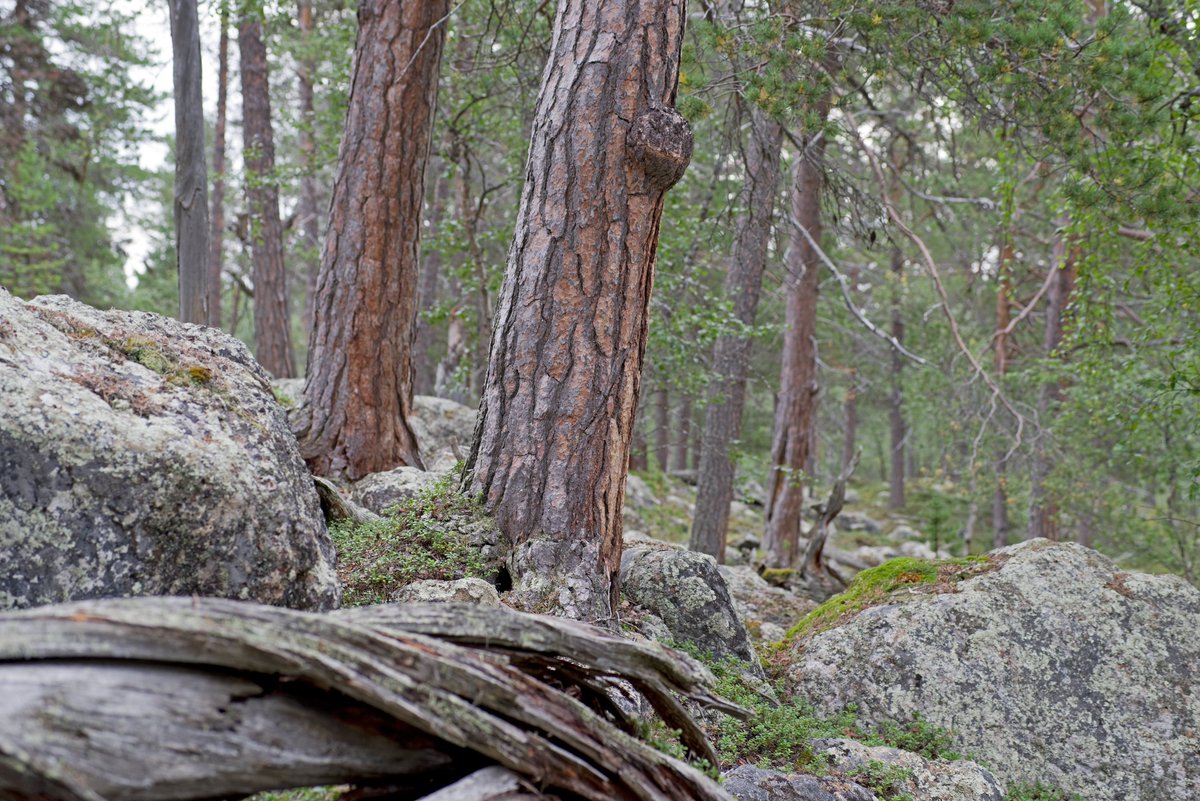 JuhaLansman's tweet photo. Metsähallituksen hallinnoimaa, suojelematonta luonnontilaista metsää. Illeestjuuvâš https://t.co/5zyD8cwa3W