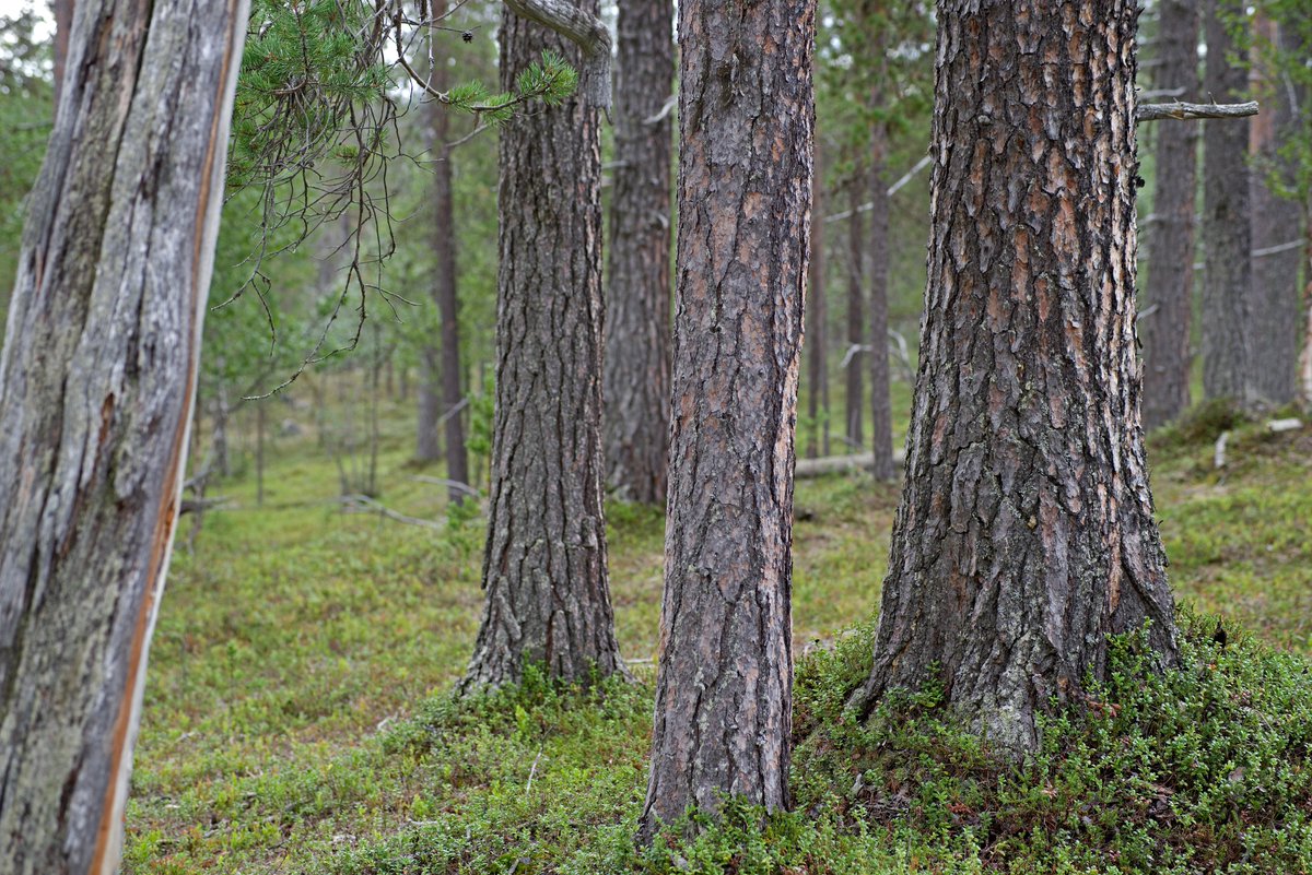 JuhaLansman's tweet photo. Metsähallituksen hallinnoimaa, suojelematonta luonnontilaista metsää. Illeestjuuvâš https://t.co/5zyD8cwa3W