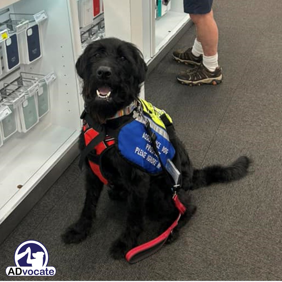 PAWtected tweet media