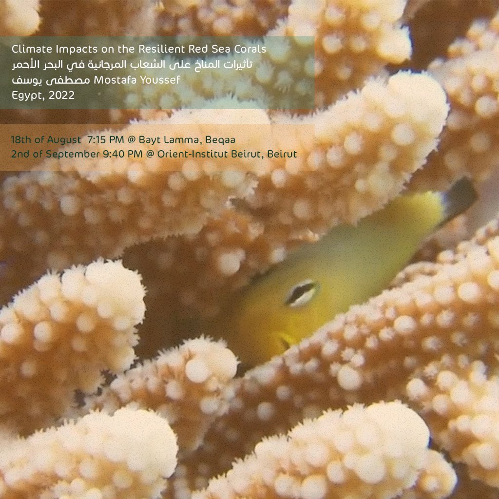 ATFF_hbsbeirut's tweet photo. Climate Impacts on the Resilient Red Sea Corals by Mostafa Youssef
Egypt, 2022
@GreenpeaceAR
Will be screened at ATFF on :
18th of August | 7:15 pm | @philolamma , Beqaa
2nd of September | 9:40 pm | @orient_institut , Beirut
#ATFF #environment #seacorals #climatechange #film https://t.co/O65fQ9UPLK