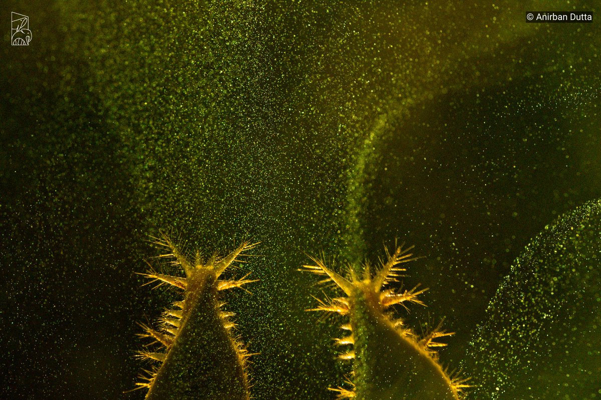 NatureIn_Focus's tweet photo. 🟦🏆Winner—Creative Nature Photography🏆🟦

Anirban Dutta

The bristles are the brightly-coloured protective hairs of the #SlugMoth #larvae. The glitter-like effect is because of #mushrooms releasing #spores.

🔶https://t.co/0kGrbX78K9🔶

#NiFAwards2023 @LinenClub https://t.co/TORILGQIBI