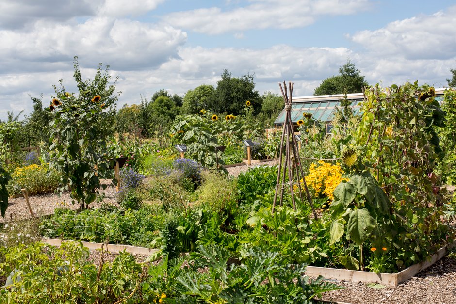 To kick off #NationalAllotmentsWeek, we're sharing our top tips on how to #GrowYourOwn on a budget:  

🌱 Grow from seed 

🐛 Make your own compost  

🍓 Propagate  

📅 Plan your plot  

Explore our budget-friendly allotment tips here: rhs.org.uk/advice/grow-yo…