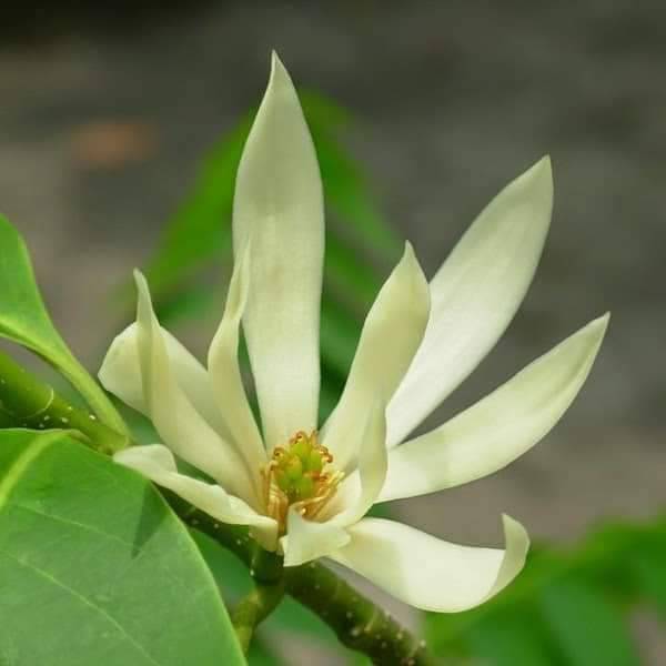 joyyy_wd's tweet photo. ☘️🌼 #HappyNewWeek 🌼☘️
#Magnolia #WhiteChampaka #Champaka #Magnoliaceae #MagnoliaChampaca #Champaca #FragrantFlower #FLOWER #ThePhotoHour #picoftheday #photooftheday #GardenersWorld #GardeningTwitter #garden #FlowersOfTwitter #flowerphotography #Beautiful https://t.co/5vtUA2Mpgp