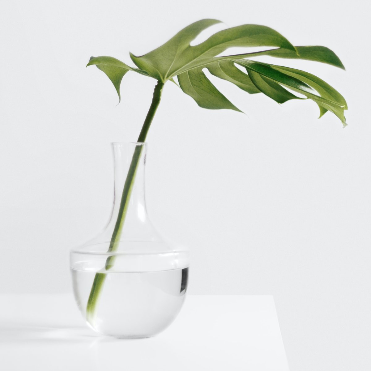FullSleepbyKoko's tweet photo. Mondays are for growth and renewal. 🌱 #MondayInspiration #FullSleep https://t.co/cA4gK6GWbN