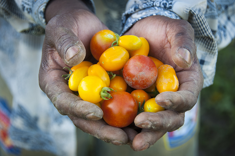 In order to better understand diverse refugee farmers’ challenges, a team led by Department of Sociology Professor Rebecca Som Castellano received $83,000 to conduct research in collaboration with the <a href="/IdahoRefugees/">Idaho Office for Refugees</a> and Global Gardens in Boise.
boisestate.edu/news/2023/08/0…