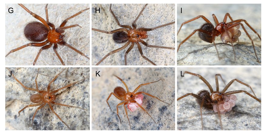 [#Arachnology] 🕷️Short-legged daddy-long-leg spiders in North America: the genera Pholcophora and Tolteca (Araneae, Pholcidae)

✒️ Bernhard A. Huber et al.
DOI: doi.org/10.5852/ejt.20…
#Spiders #Araneae #Pholcidae #Ninetinae #arachnologist #arachnids #arachnida