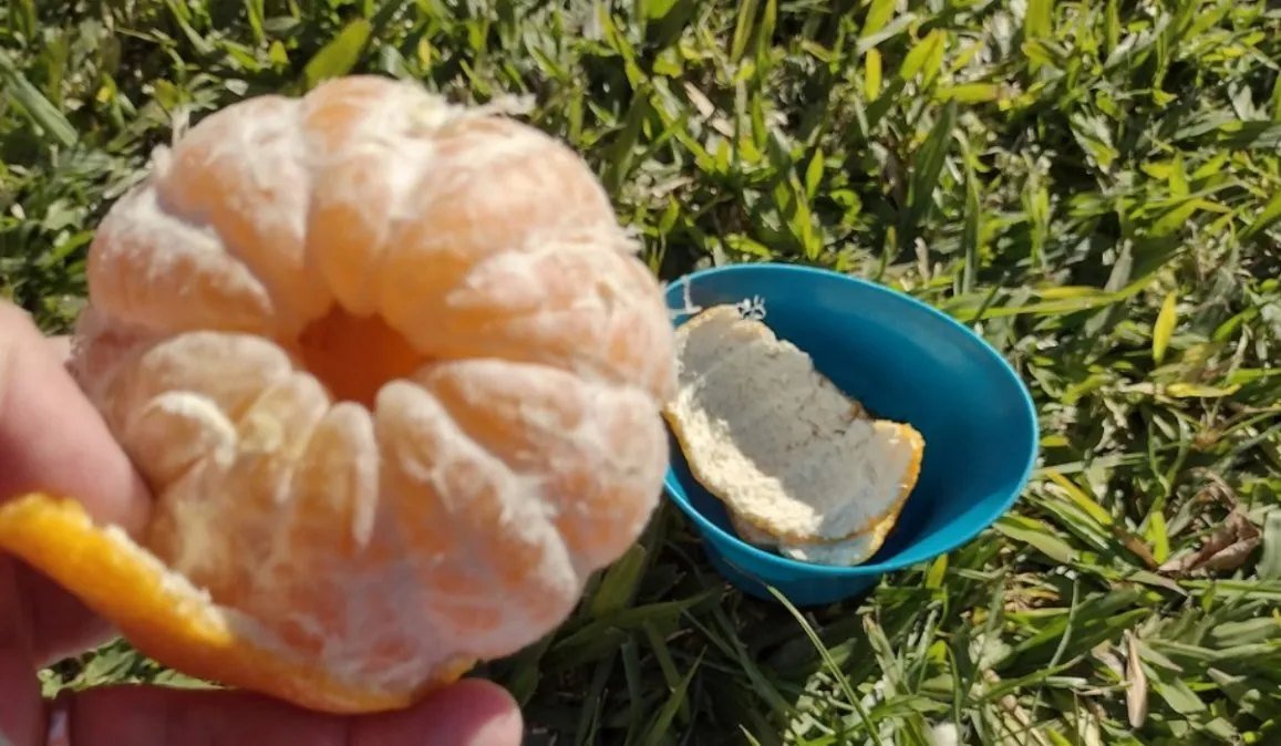 Lenny_Caceres's tweet photo. Un maravilloso día para comer mandarinas al sol, sentada en una pila de ladrillos sueltos .
#EsPerfecto https://t.co/OlW9Fez99V