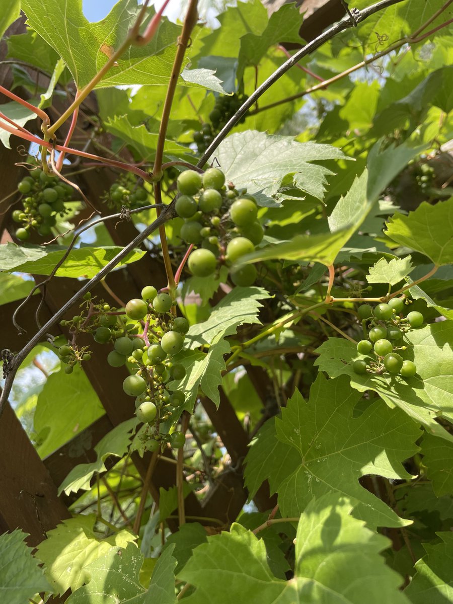 vitus riparia, riverbank grapes. they’re the most cold hardy one, no special treatment or winter protection in -40C #grapes