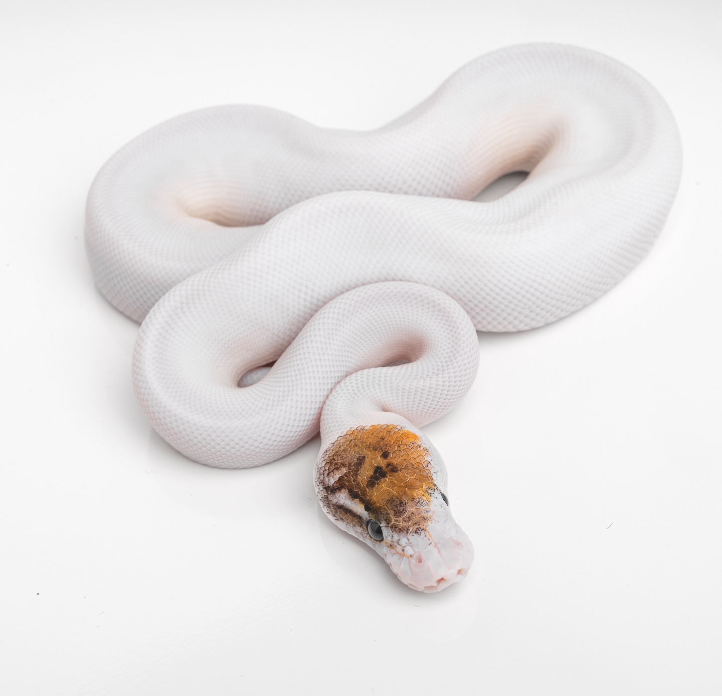Leucistic Ball Python