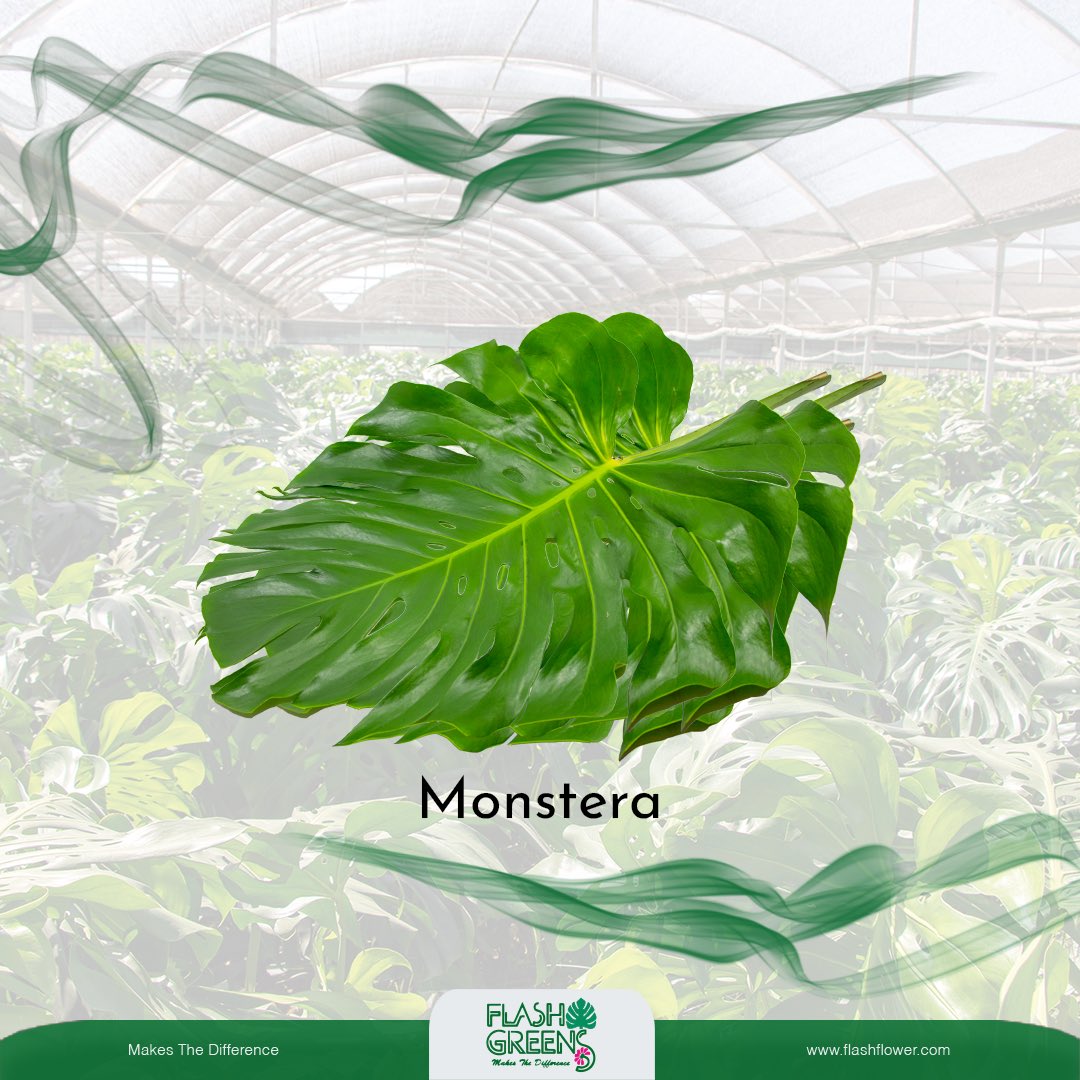Flash Gereens 🍀
Monstera 🍀 

#makesthedifference #FarkYaratır #monstera #flower