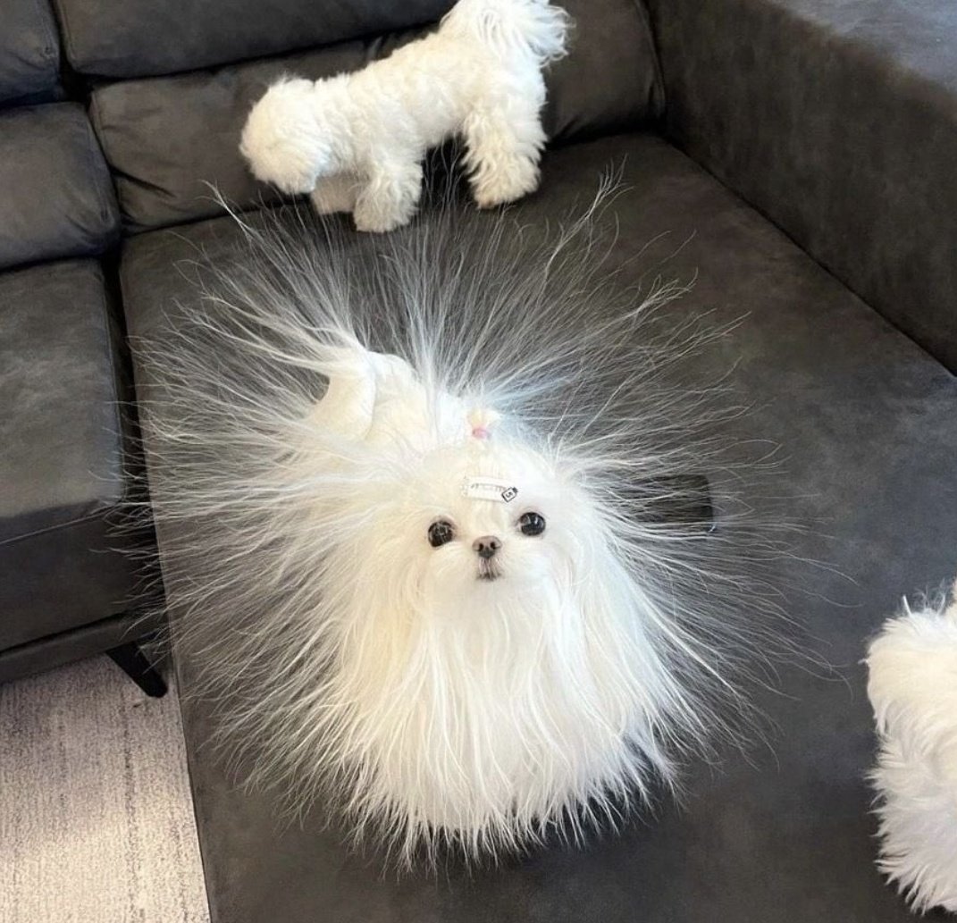 𝓓𝓸𝓰𝓰𝓸 𝓓𝓮𝓵𝓲𝓰𝓱𝓽 🐶 (@petpalsunite) on Twitter photo 