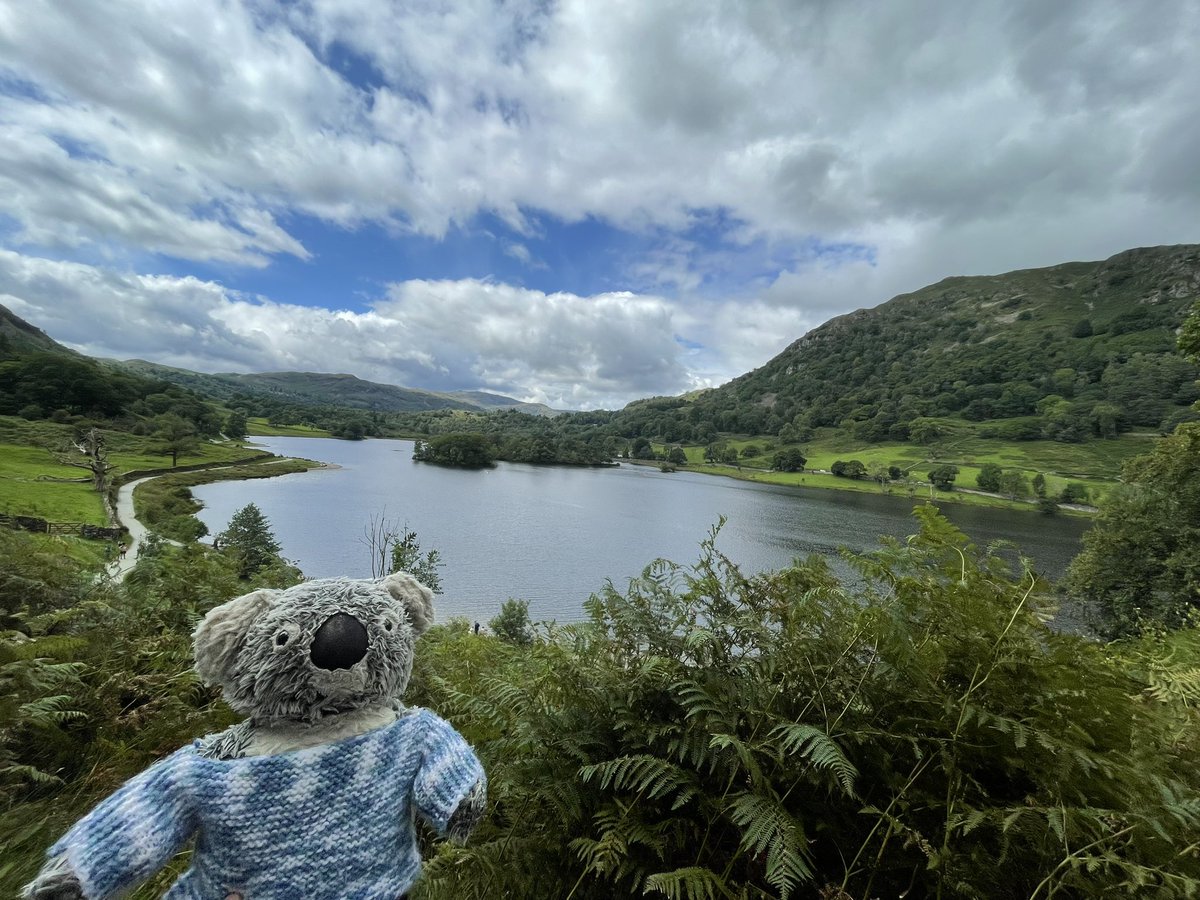 Kenny koala tweet media