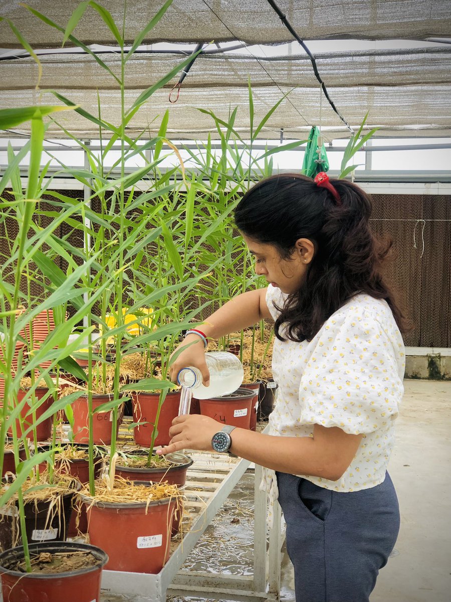 BarshaPoudel56's tweet image. Pythium inoculation for the identification of suppresive soil in ginger 
#pythiumrootrot #soilbornepathogens #plantpathology