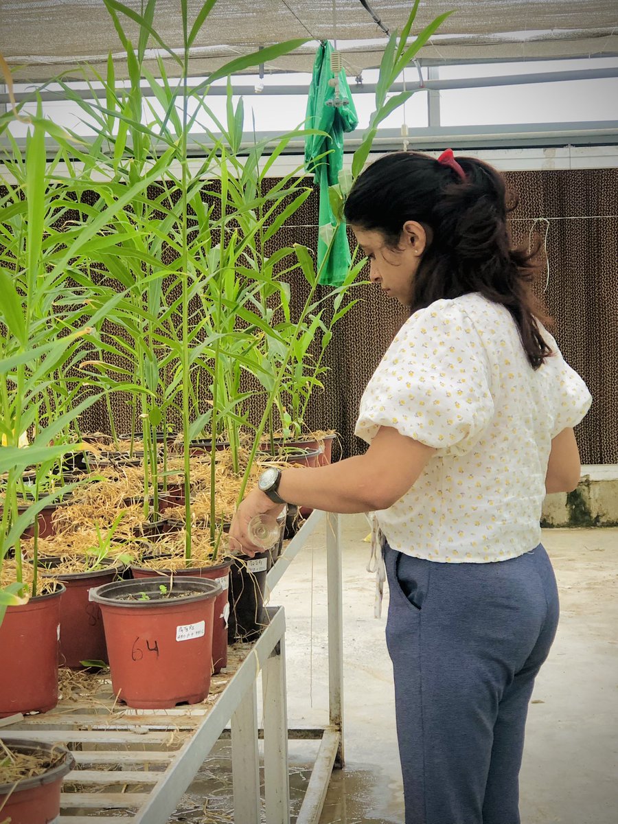 BarshaPoudel56's tweet image. Pythium inoculation for the identification of suppresive soil in ginger 
#pythiumrootrot #soilbornepathogens #plantpathology