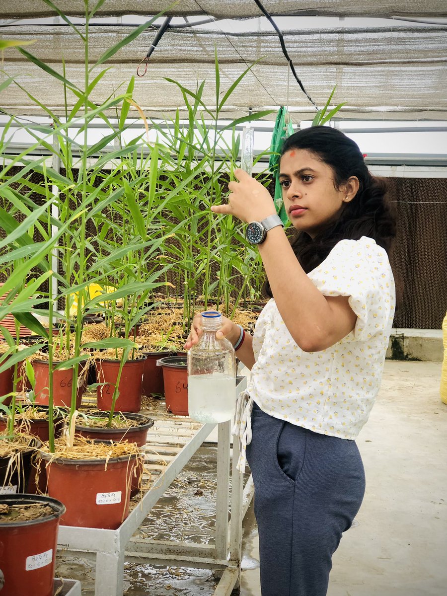 BarshaPoudel56's tweet image. Pythium inoculation for the identification of suppresive soil in ginger 
#pythiumrootrot #soilbornepathogens #plantpathology