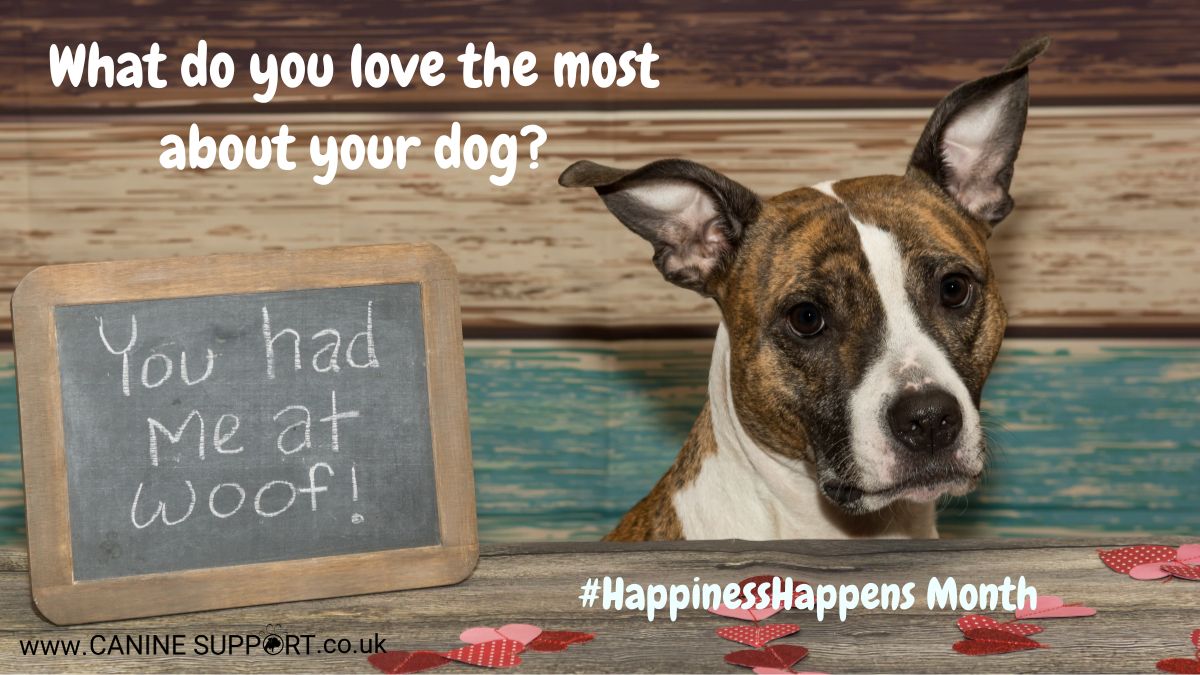 CanineSupport's tweet photo. It's Happiness Happens Month - a whole month dedicated to celebrating what makes you happy! So let's start in the most obvious place - our dogs 🐶🐶 What do you love the most about your dog and why do they make you happy? https://t.co/4OmUSZlGm6