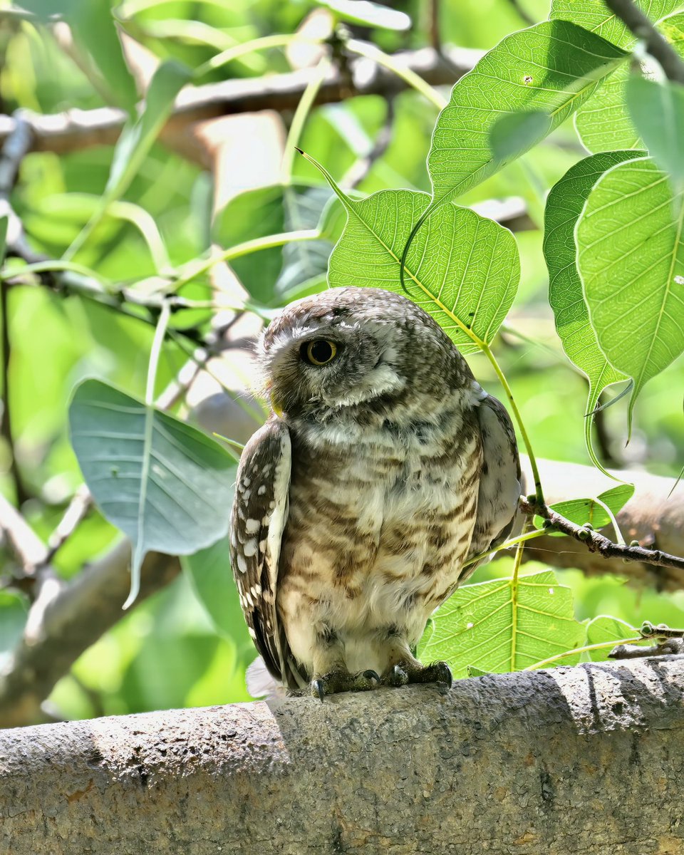 Captured the enchanting beauty of a spotted owlet! 🦉✨ These tiny creatures never cease to amaze me. Nature's wonders are truly awe-inspiring. 

#SpottedOwletMagic #NaturePhotography #WildlifeWonder #NatureLoversUnite 📸🌿