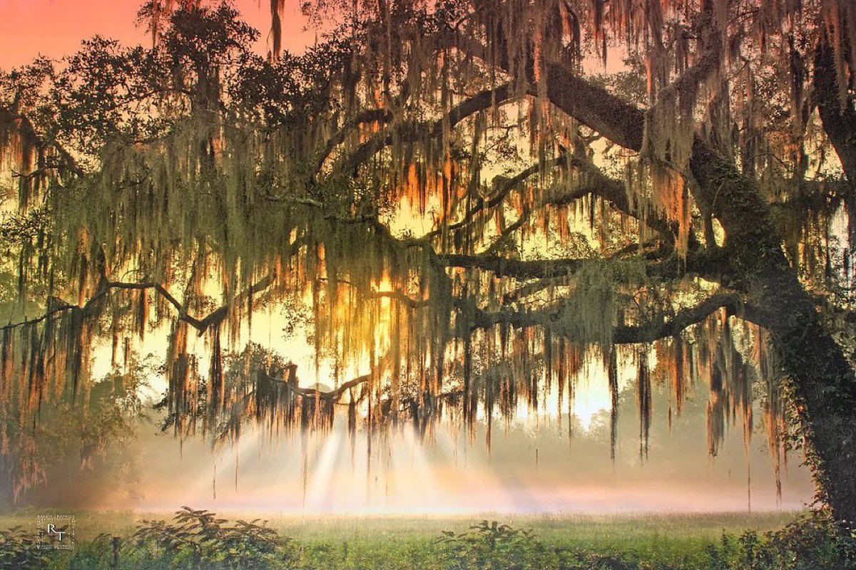 conservation_fl's tweet photo. that Florida sunrise just hits different 🙌
📸: Randy Traynor 
📍: Florida Panhandle 
#conservationflorida #conserveflorida https://t.co/Iha5OIsZLh