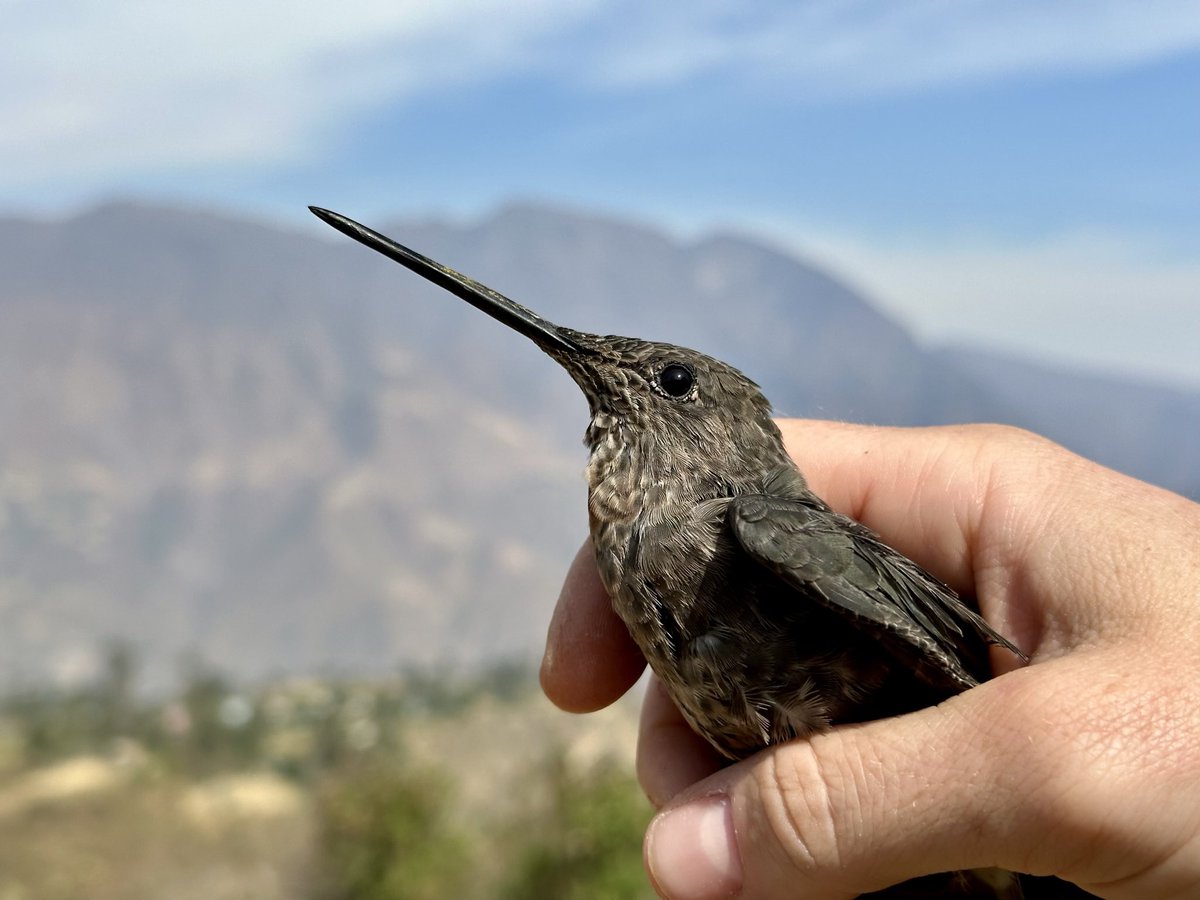 jl_williamson's tweet photo. Just returned from a fantastic month of fieldwork in Peru w/ the best team + the Congreso Peruano de Ornitología @XIIICPO in Huaraz. Andean birds, amazing colleagues, cool new data = YES!!! Stay tuned for our work on comparative ecophysiology &amp; evolution of giant hummingbirds… https://t.co/lnDGyYM45a
