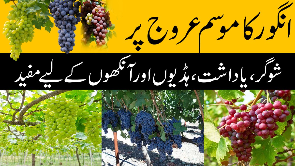 youtu.be/mBzHrvV6JRk
Grapes season on peak | Better for diabetes, memory, bones and eyes | Hareef Digital #hareefdigital #grape #fruit #pakistan #grapeharvest #diabetes #bones #eyes #goodfruit #memory