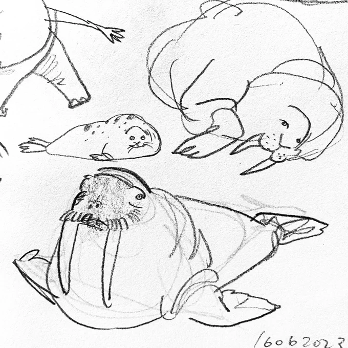 walrus and seal 