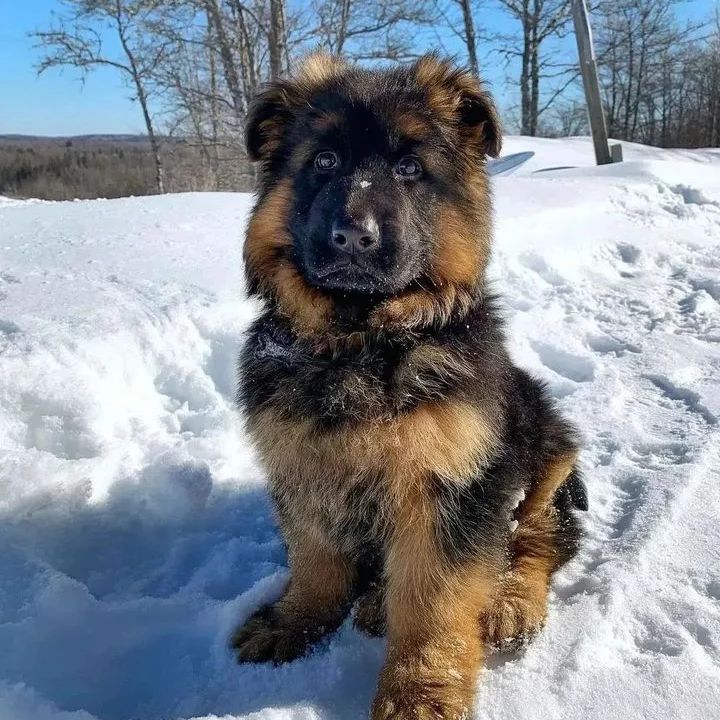 German_shephed1's tweet photo. An overload of cuteness 😍 #GermanShepherd #gsd https://t.co/loqhO8nG4K