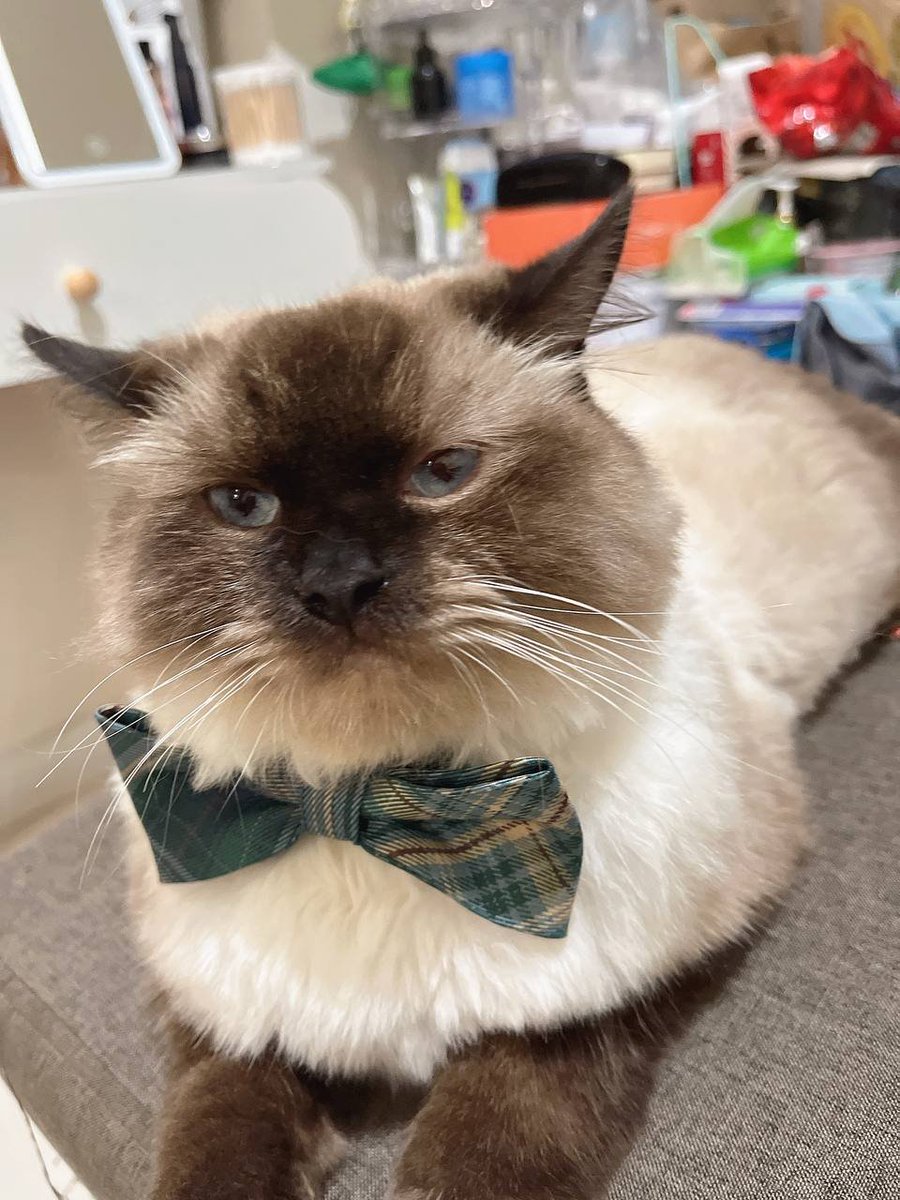 A cat does not want all the world to love her. Only those she has chosen to love.