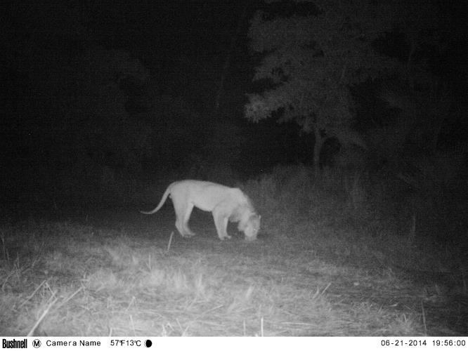 Gorongosa National Park was once famous for its lion population, but Mozambique’s civil war dramatically reduced lions' numbers. On #WorldLionDay, explore how researchers are monitoring the population’s recovery as part of a massive restoration project. bit.ly/LionSaWBI