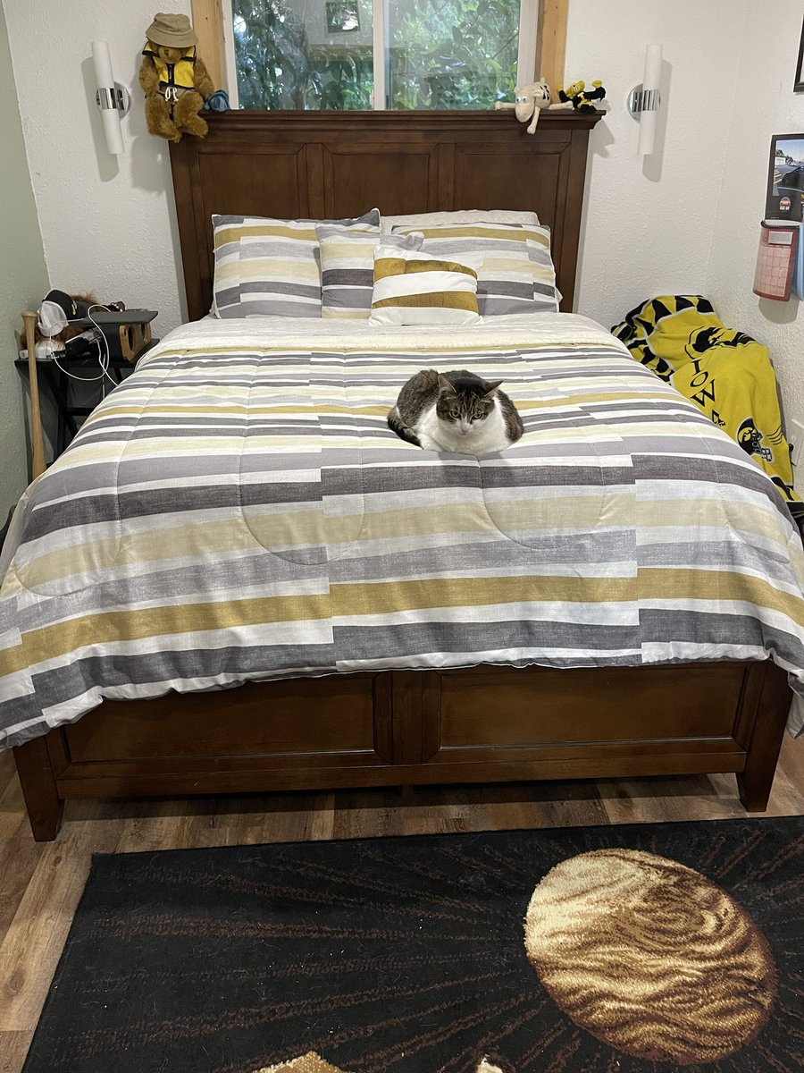 Hawk_In_Oregon's tweet image. It’s a Made Bed Monday. Someone gets to go back to bed. That someone is not me 🤣. #monday #catlife #madebed