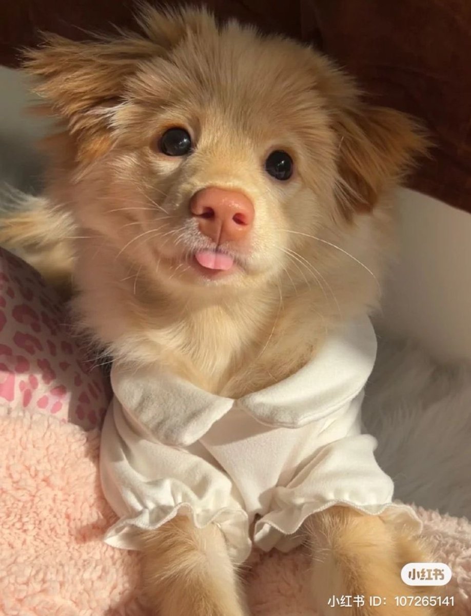 𝓓𝓸𝓰𝓰𝓸 𝓓𝓮𝓵𝓲𝓰𝓱𝓽 🐶 (@petpalsunite) on Twitter photo 