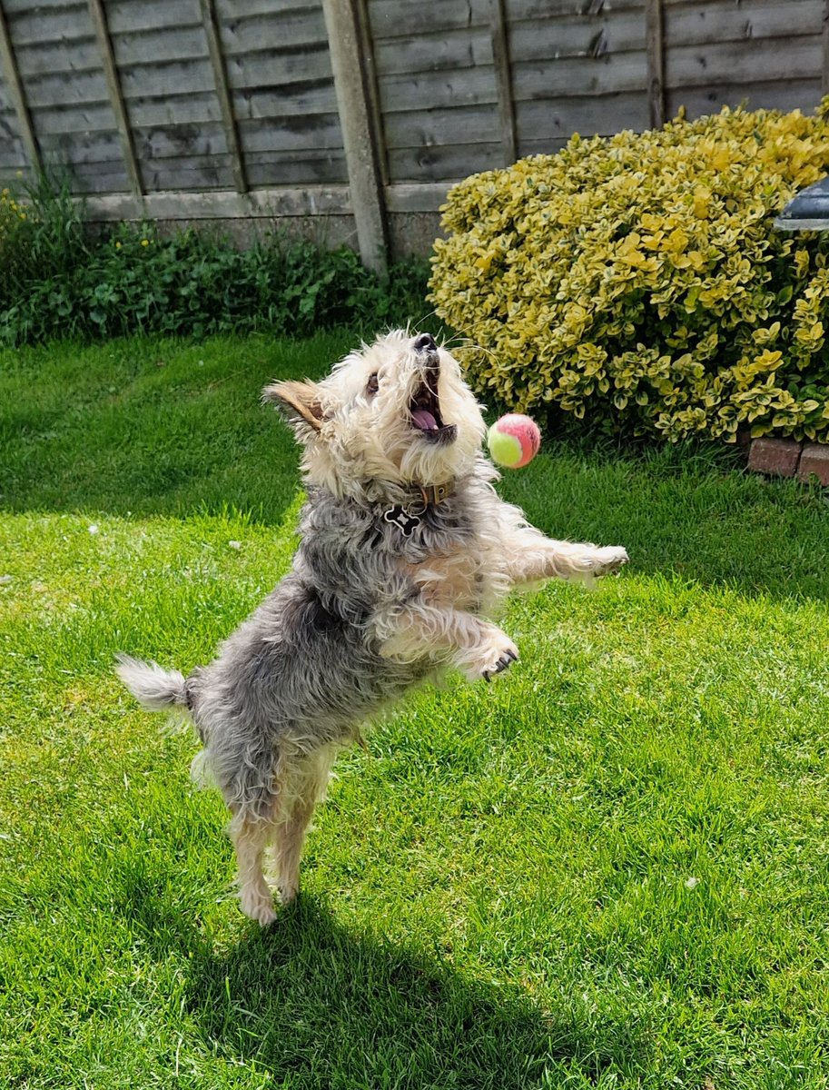 jennystape's tweet image. Missed again!
#WhoCares #JustHaveFun #Borlees