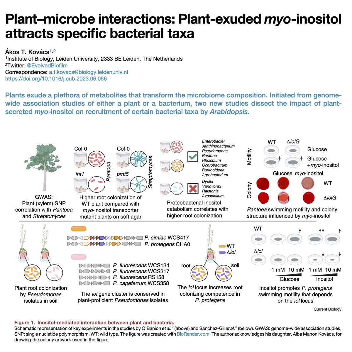 Current issue of @CurrentBiology includes the back-to-back papers by @beeobanion / @Slebiomes and @JJSanchezGil / @dejongepmi on plant attracted bacterial taxa and (myo-)inositol... See my Dispatch 
authors.elsevier.com/a/1hYPf3QW8S2R…
(50 days free download)
@LeidenBiology #MicrobiomeEcology