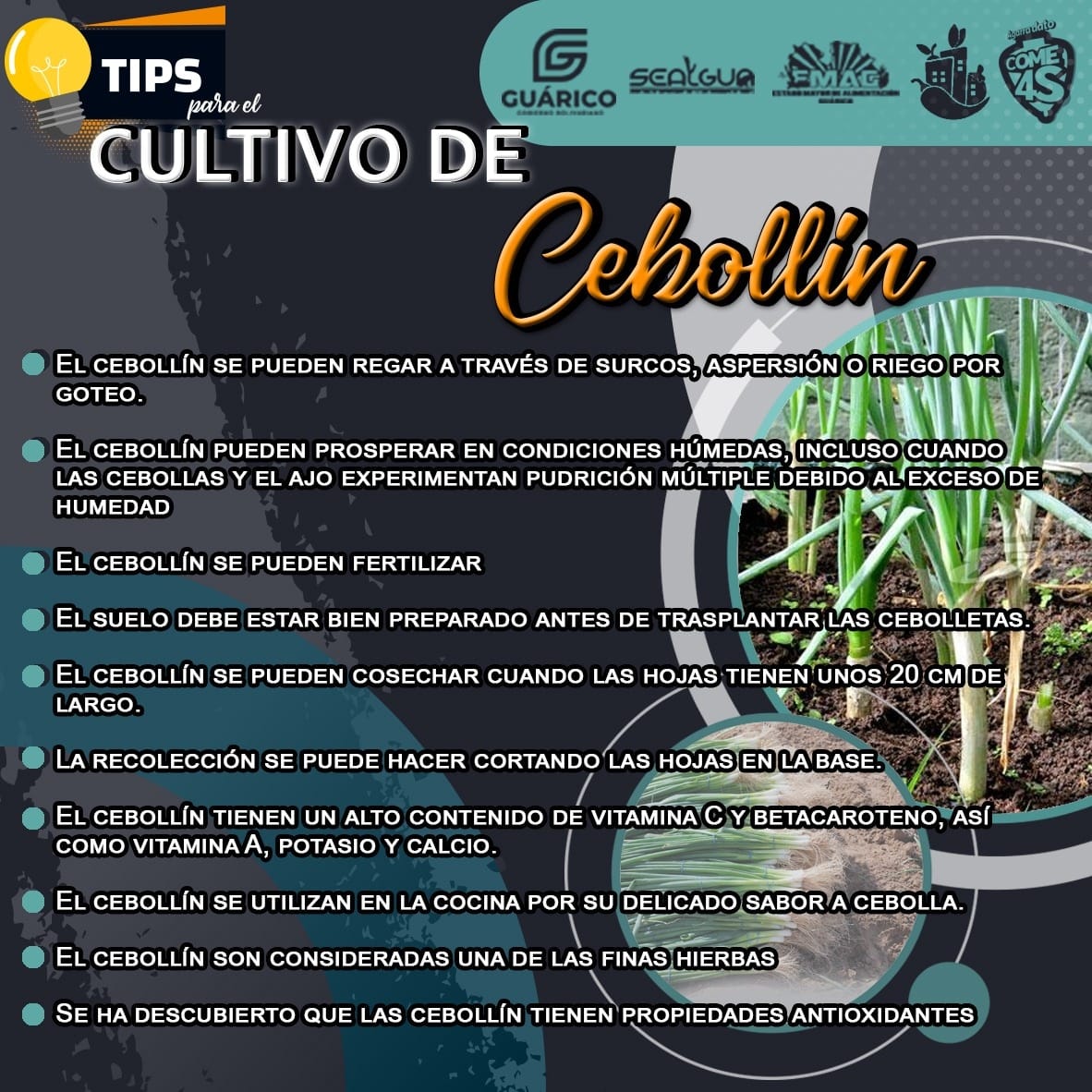 Vía @cclapguaricoofi ⤵️
¡Agarra dato y come sano!  🍃🌿

#Guárico
#EnCuerpoYAlmaPorGuárico
#ProducirEsVencer
#VamosPaLante
#ComunicadoresClapGuarico
#EMAG
#GuáricoProducciónIndetenible
#GuaricoComeSano4S
#AgarraDatoyCome4S
#MINPPAU
#MinppauGuarico
#TipsCebollin