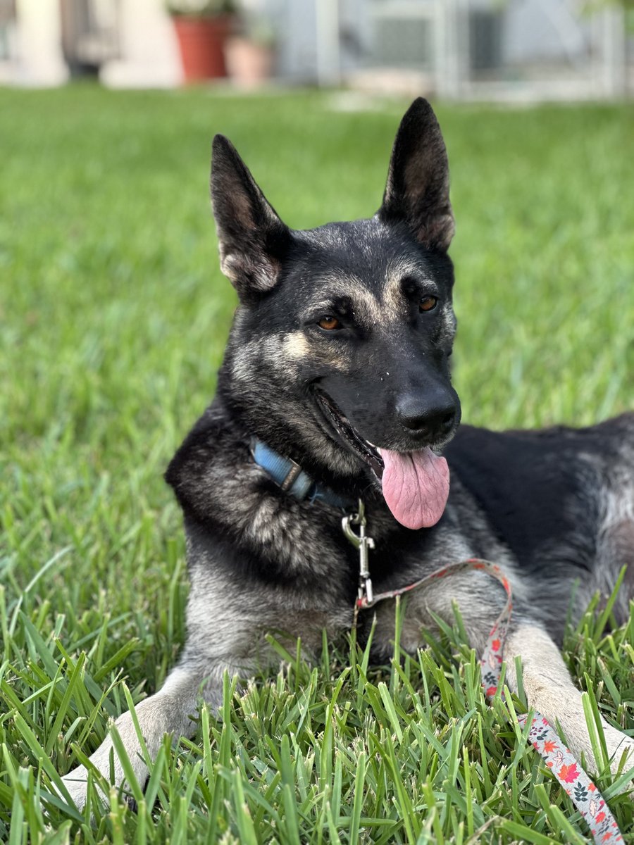 Available for adoption! Meet Siri AKA Mamita, 4 years old. Siri warms up quickly and she's a lover. So far what we know is that she has been friendly with other dogs. Cats and kids unknown. Please fill out an application at: bit.ly/36Y9WBU