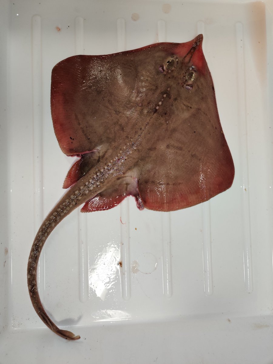 Dr. Côme Denechaud tweet media