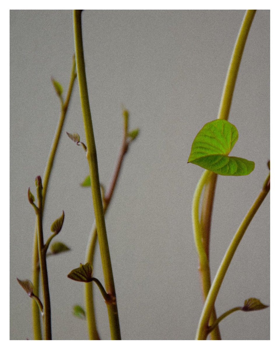 ArhiStudent's tweet photo. Volio bih da ljudi sa naših prostora kao i biljke, dopuste da im se sve rane zacijele i puste nove klice ljubavi prema životu i poštovanju. #batat 🍠 https://t.co/rTNhS4fmb1