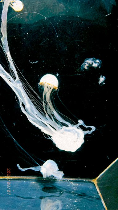 「jellyfish traditional media」 illustration images(Latest)