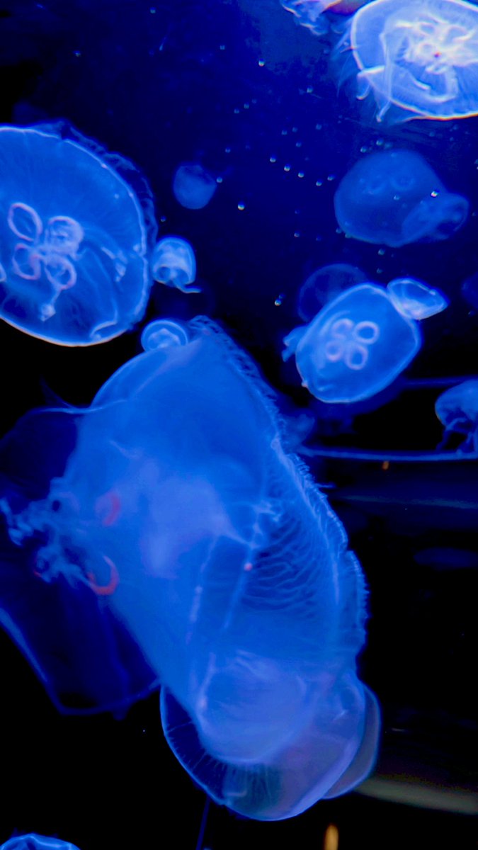 「水族館何気初ぐらいだったけど良き体験でした 可愛い〜〜〜」|8代ﾄﾞｯｺｲ🌹のイラスト