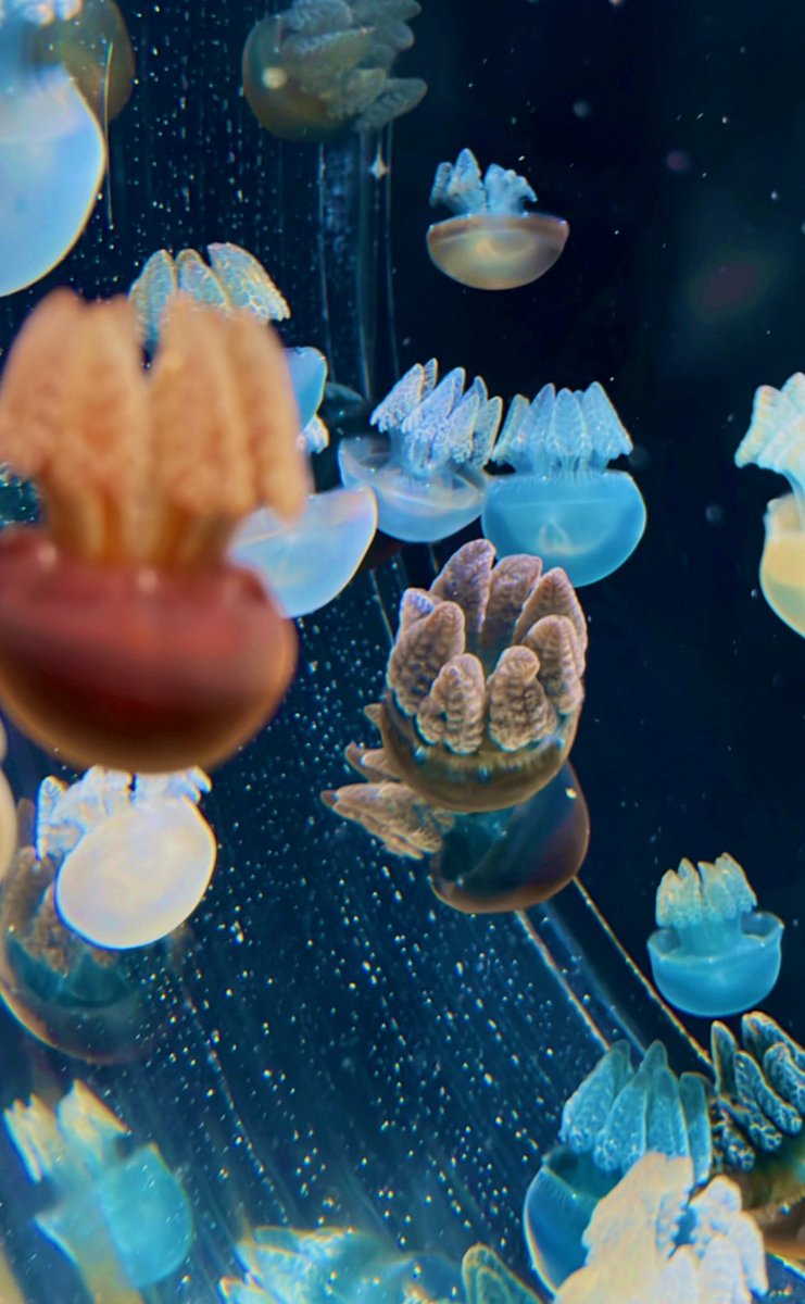 「水族館何気初ぐらいだったけど良き体験でした 可愛い〜〜〜」|8代ﾄﾞｯｺｲ🌹のイラスト