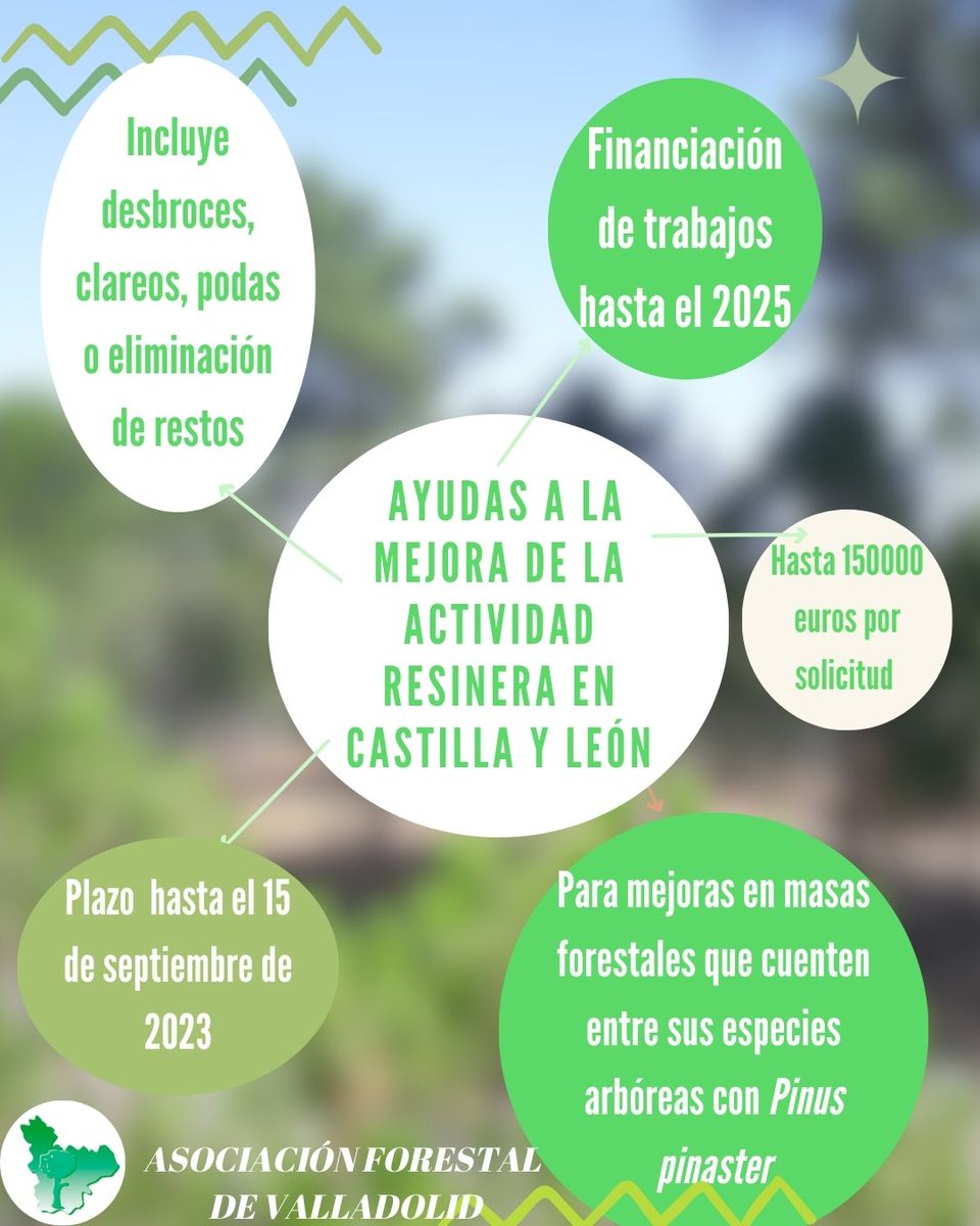 asfova's tweet photo. 📢 La Junta de Castilla y León ha abierto el plazo para la solicitud de ayudas destinadas a la mejora de la actividad resinera y de los pinares de Pinus pinaster en la Comunidad

https://t.co/XtMXUNwvJ4

@fafcyle @Selvicultores #ayudas #subvenciones #pinuspinaster #castillayleón https://t.co/vbpHioyota