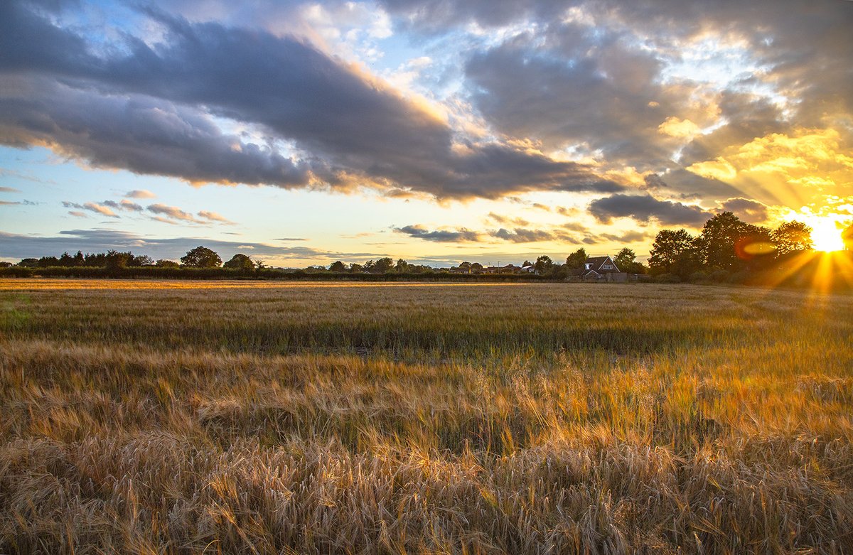 LazloUzala's tweet photo. Many years have passed since those summer days
Among the fields of barley @StormHour @ThePhotoHour @peac4love @HarmonyMindBody @sweetrhythms2 @MartinaRosemann #StormHour #POTM #landscape #fieldsofbarley #Sting #lyrics #sunset #sunsetphotography https://t.co/BQlqGgw1U0