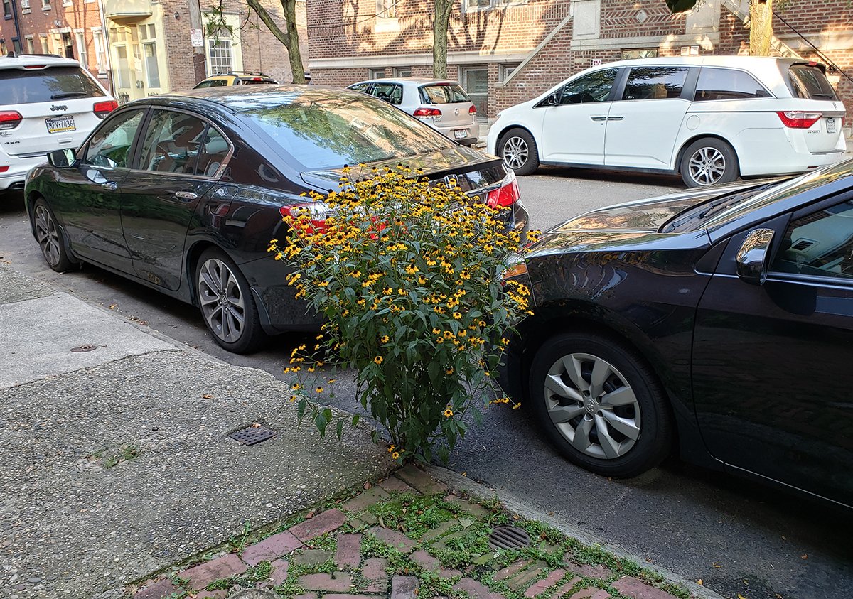 concretebotany tweet media