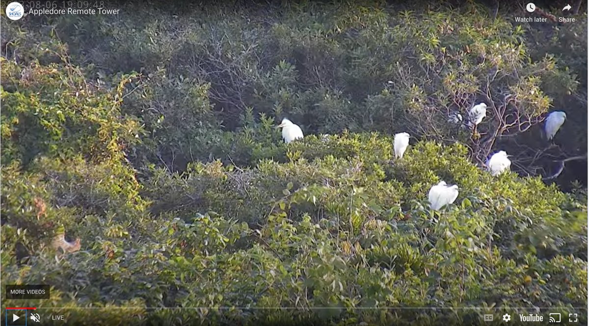 <a href="/ShoalsMarineLab/">Shoals Marine Lab</a> is fortunate to share Appledore Island with a growing colony of wading birds (egrets, ibis, and herons) and you can see the colony on our new webcam! Check them out before they leave for migration: sustainablesml.org/pages/webcam.p…