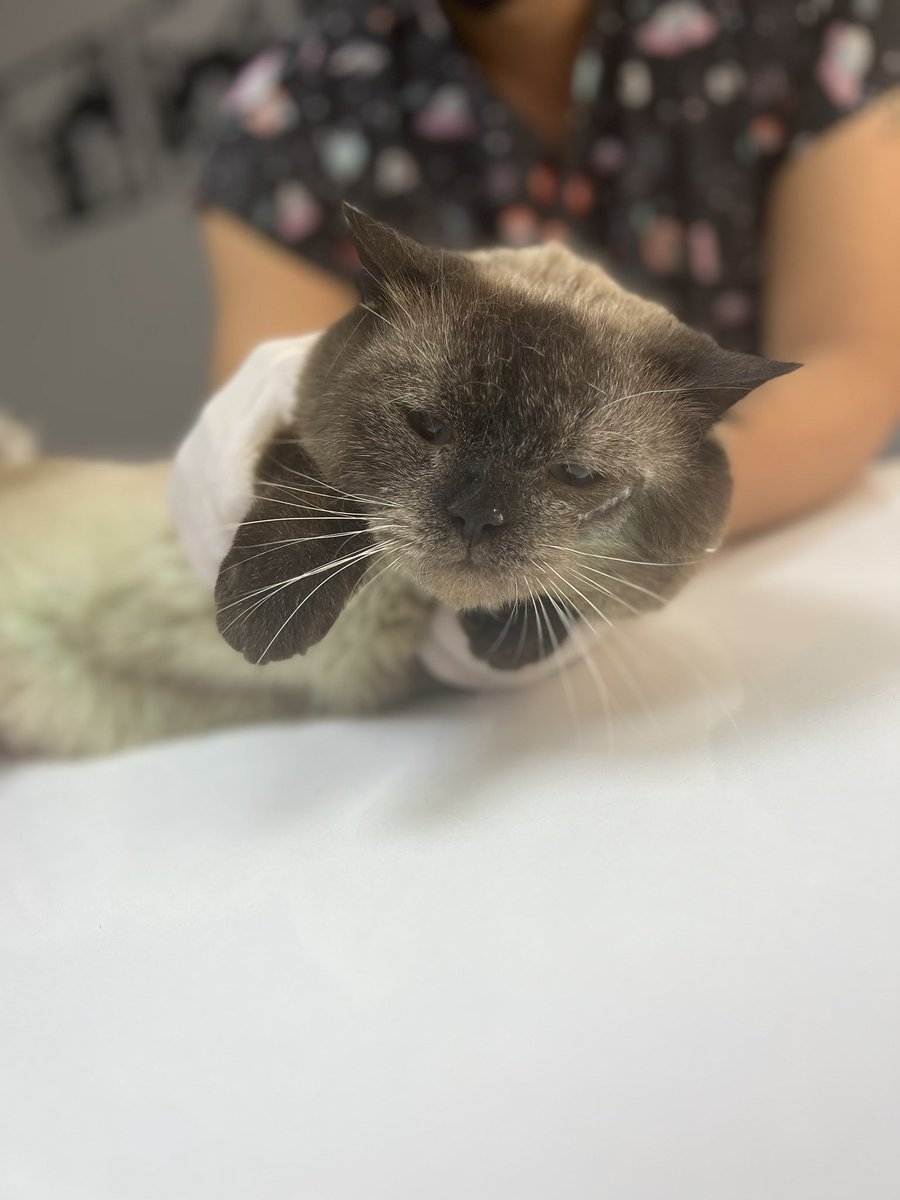 2-) Başıma gelecekleri biliyordum ama dönüşü yoktu. Tamamında hastalık var. Kiminin organları, kiminin gözü, kiminin kanı sorunlu. Bütün testler yapılıyor. Toplamda korkunç bir borç olacak. Hepinizden masraflara destek rica ediyorum. 

Tamamını sahiplendireceğiz.