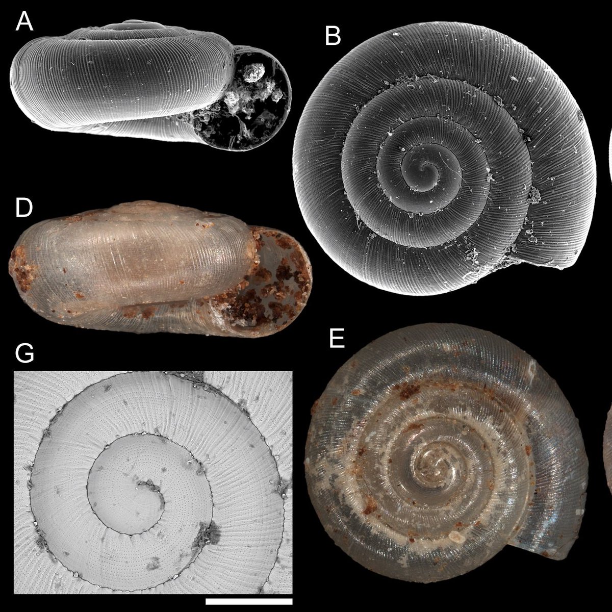 We have a new 🐌 species for this #MolluscMonday - a tiny carnivore from Martinique called 𝘔𝘪𝘳𝘢𝘥𝘪𝘴𝘤𝘰𝘱𝘴 𝘮𝘢𝘥𝘪𝘯𝘪𝘯𝘢.

You can see the full article at: foliamalacologica.com/New-species-of…

#MolluskMonday #newspecies #zoology #snails