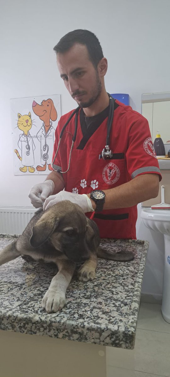 gonulluvetder's tweet photo. Türkiye Hayvanları Koruma Derneği ihbarı ve desteği ile Gönüllü Veteriner Hekimler ve Teknikerler  Derneği olarak Bingöl ün Solhan ilçesine bağlı Yiğitharmanı köyünde köylülüler tarafından istenilmeyen, şiddet uygulanan  yavru köpekler. https://t.co/ZZxpRALRl0