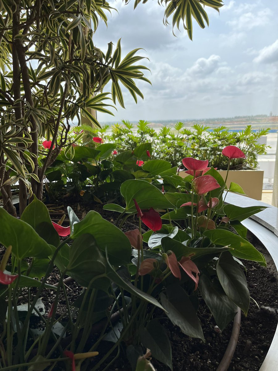 mrinmoyee_db's tweet photo. BLR T2 is so filled with beautiful colors and the 080 lounge is complimenting it well. @BLRAirport https://t.co/DmxBqasXG3