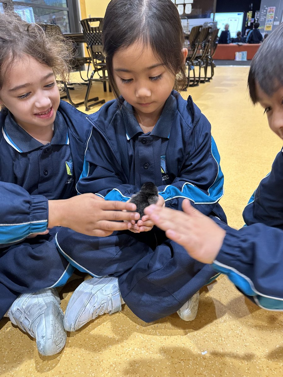 so lucky to have these little chicks stay with us for a few weeks in Kindergarten while we get a head start on our ‘Living Things’ unit of work.. 🐥

..to have and to hold <a href="/StLukesMP/">St Lukes Marsden Park</a>
