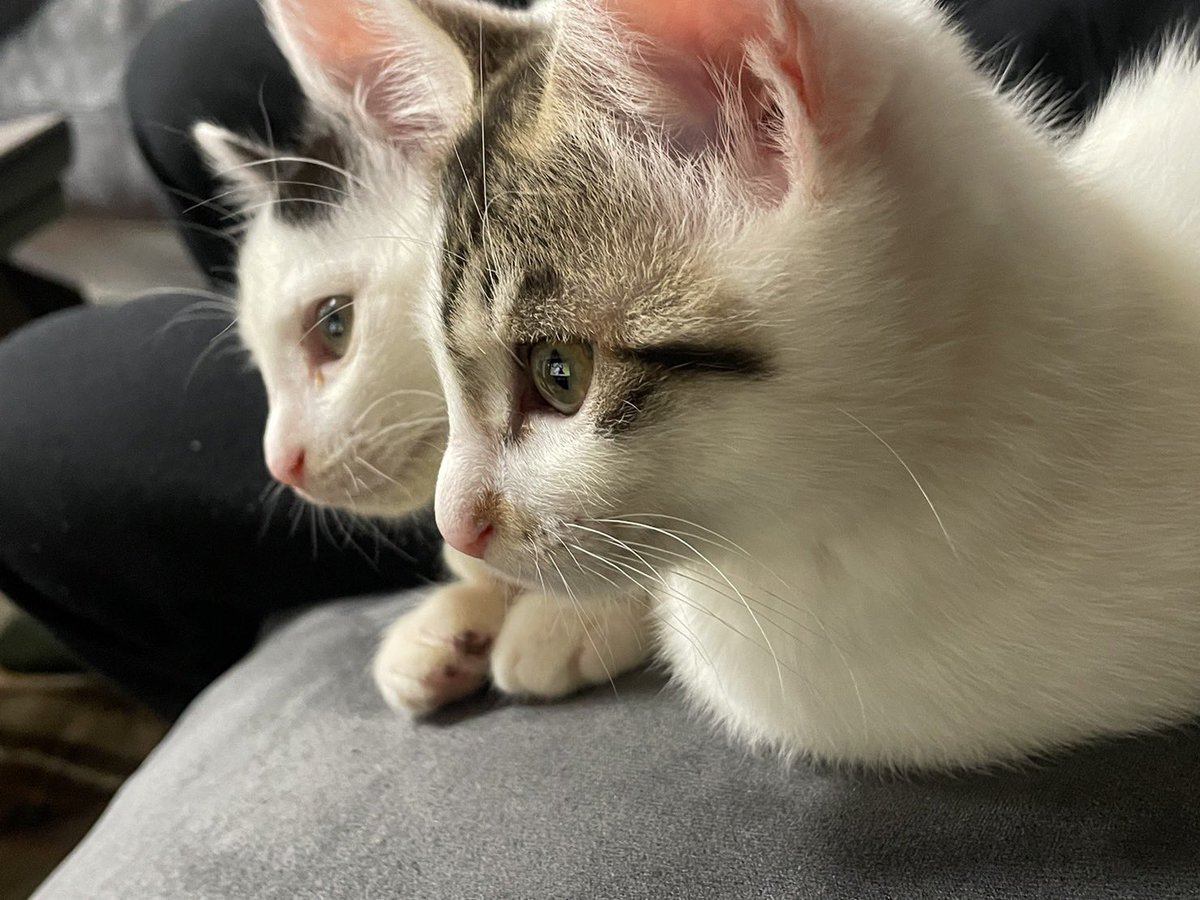 二匹は入るかな？？
暑くて毎日溶けてるウチのツナとマヨに使って貰いたいฅ^•ω•^ฅ